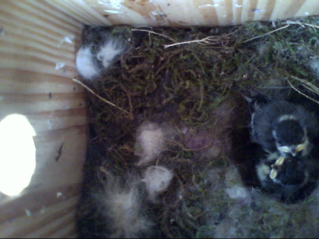 Benutzer&uuml;bermitteltes Bild